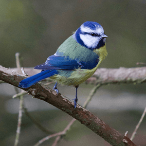 Image of a small Irish Bird sitting on a branch of a tree looking for Bird nest