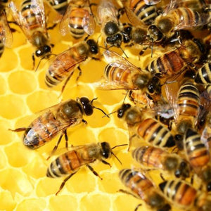 Honey bees in honey comb